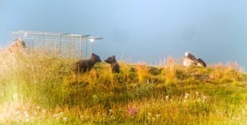 Fjällrävsvalpar på en kulle, med grönt gräs.