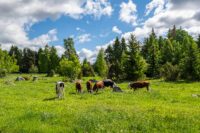 Naturbetesmark WWF, © WWF / Ola Jennersten Kor på naturbete