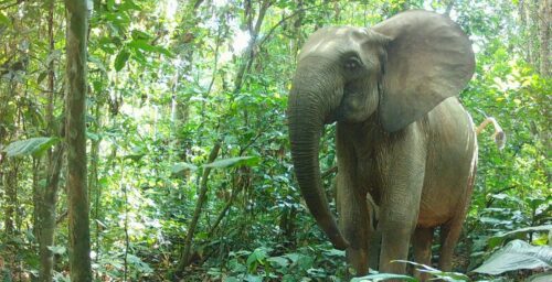 Afrikansk skogselefant