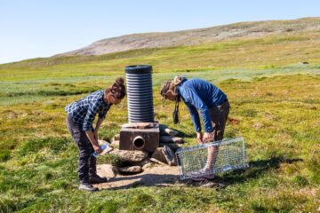 Två personer på fjällen, som står vid en matstation för fjällrävar.
