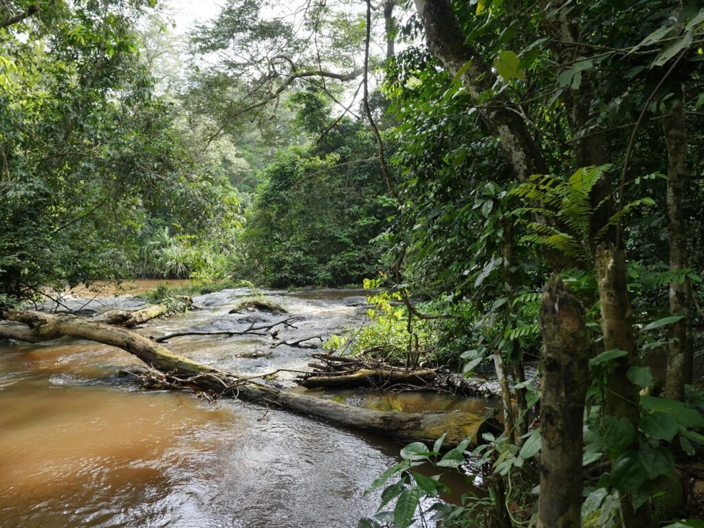 Flod i djungel.