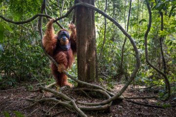 Stor orangutanhane bland cirkulära grenar i skogen på Sumatra, Gunung Leuser, Indonesien.