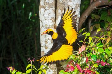 Regentlövsalsfågeln, Sericulus chrysocephalus, är anslående snygg och finns i östra Australiens regnskogar
