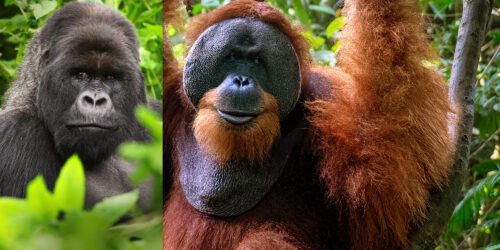 Bildkollage på bergsgorilla och orangutang