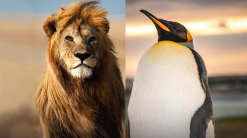 Visar ett lejon och en pingvin.