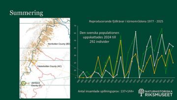 diagram över reproducerande fjällrävar