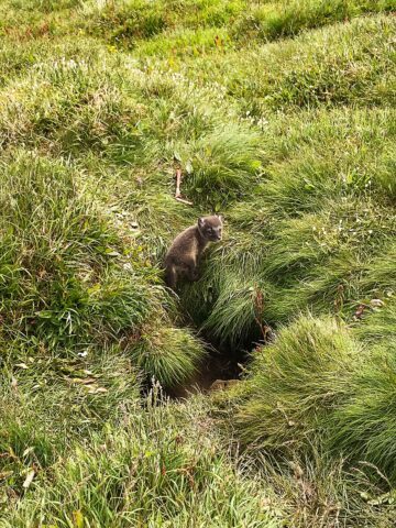 En liten fjällrävsvalp tittar ut ur ett hål i marken.