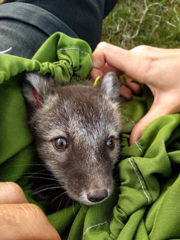 En fjällrävsvalp i närbild, som tittar upp ur en grön påse, med någons händer som synligt håller i påsens öppning.