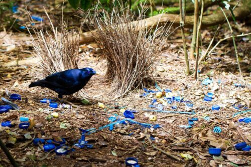 Blått är snyggt, anser satänglövsalsfågeln, Ptilonorhynchus violaceus, och dekorerar sin korridor med allt blått han kan hitta. Lamington nationalpark, Australien.