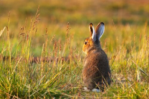 En skogshare på ett fält.