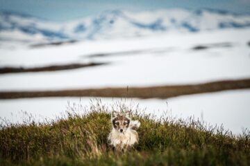Fjällräv