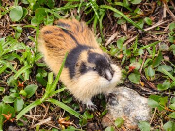 En liten fjällämmel syns, bild tagen ovanifrån.