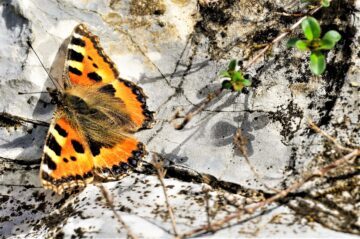 Orange och svart nässelfjäril.