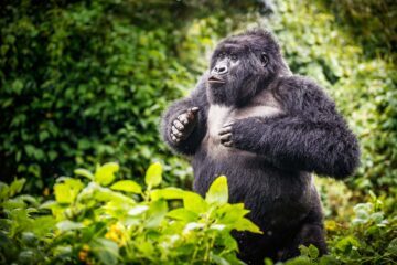En bergsgorilla bland träd och annan grönska.