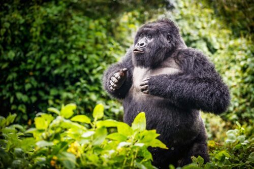 En bergsgorilla bland träd och annan grönska.