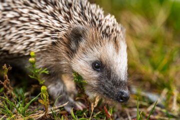 Igelkotte syns i närbild.