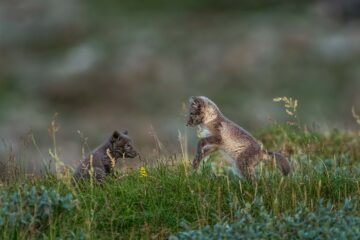 Två bruna fjällrävsvalpar hoppar och ser ut att leka med varandra i högt grönt gräs.
