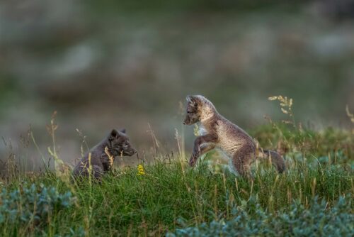 Två bruna fjällrävsvalpar hoppar och ser ut att leka med varandra i högt grönt gräs.