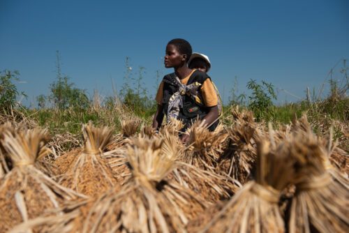 Louisa Antonio i sitt risfält. Louise arbetar för att hennes by ska stå bättre rustad i framtiden och stå emot klimatförändringarnas effekter.