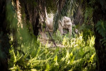 En elefant syns i skogen.