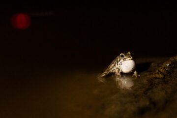 Grönfläckig padda står i grunt vatten, det verkar vara natt.