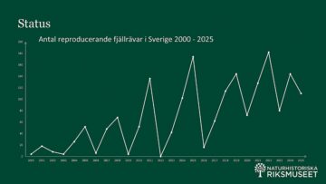 Diagram över antal reproducerande fjällrävar i Sverige 2000-2025