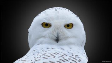 Fjälluggla med svart bakgrund