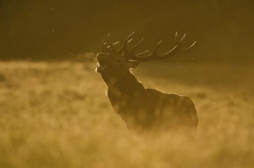 En kronhjort vid solnedgången, i gyllene ljus på en äng.