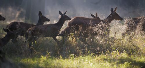Flera kronhjortar som springer över öppen gräsyta.
