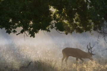 Red deer, Klampenborg Dyrehaven, Denmark Kronhjort