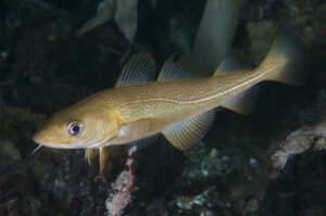 En torsk i mörkt vatten.