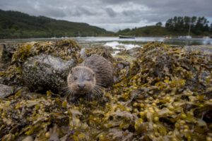 En utter vid vattenkanten bland tång.