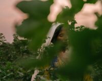 Ramanza Bibi odlar bomull i Pakistan