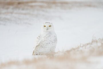 En fjälluggla tittar mot kameran, med vitt landskap.