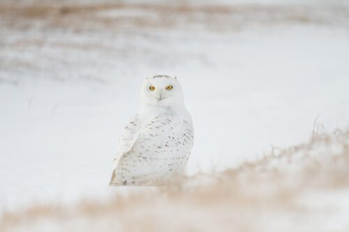 En fjälluggla tittar mot kameran, med vitt landskap.