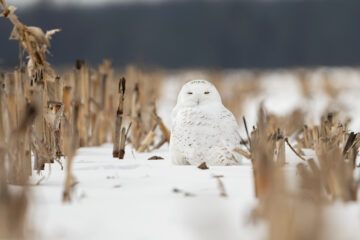 En fjälluggla sitter ner i snötäckt landskap, blicken mot kameran.