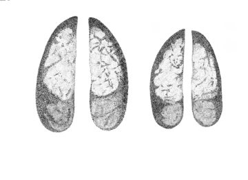 Original_WW1321491-test Illustration av kronhjort spår.