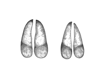 Original_WW1321529 Dovhjort spår, klövar.