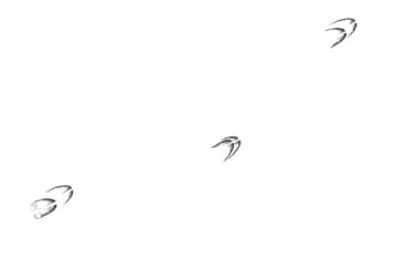 Original_WW1321597 En dovhjorts spårlöpa, ett spår av hjärtformade klövar