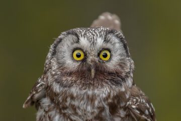 En pärluggla i närbild.