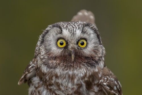 En pärluggla i närbild.