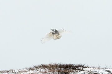 En fjälluggla flyger över snötäckt landskap.