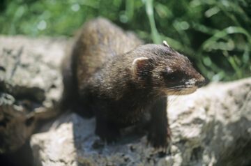 Iller sitter på en sten i solen.