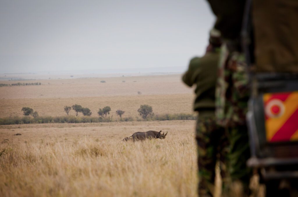 Spetsnoshörning med kalv springer i gräset i Masai Mara viltreservat. Noshörningarna övervakas av Kenya Wildlife Service från en bil på avstånd.