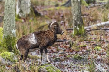 Mufflonfår i skogen.