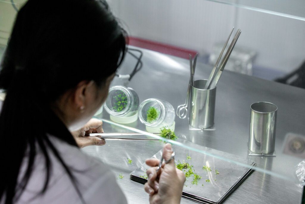 Vid en plantskola i Vietnam produceras plantor från vävnadskultur genom mikroförökning.
