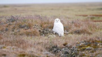 Fjälluggla sitter bland brunaktigt gräs. Den tittar mot kameran.