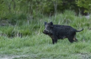 Ett vildsvin i profil, ståendes i grönt gräs.