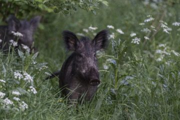 Wild boar (Sus scrofa). Ett vildsvin står bland gräs och vita blommor.