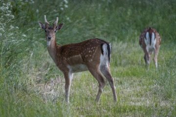 Fallow deer (Dama dama). En dovhjort i profil tittar mot kameran, omgiven av grönt gräs. I bakgrunden syns en dovhjort bakifrån, som ser ut att beta.